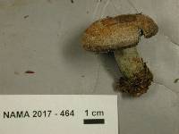 Lactarius chelidonium image