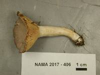 Lactarius glyciosmus image