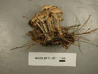 Gymnopus confluens image