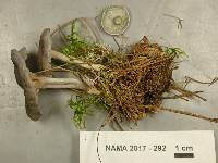 Cantharellula umbonata image
