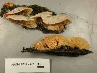 Merulius tremellosus image