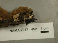 Hohenbuehelia nigra image