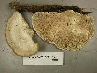 Trametes gibbosa image