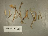 Clavaria rubicundula image
