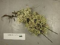 Cladonia mitis image