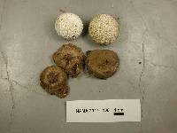 Lycoperdon marginatum image