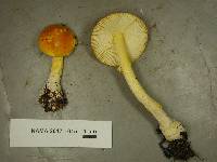 Amanita frostiana image