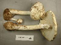 Amanita suballiacea image