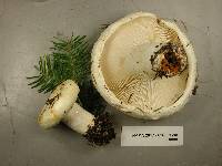 Lactarius deceptivus image