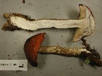 Leccinum insigne image