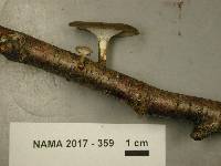 Polyporus brumalis image
