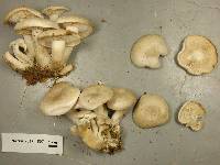 Clitocybe subconnexa image