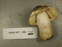 Russula variata image