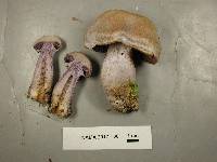 Cortinarius camphoratus image