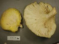 Pleurotus dryinus image