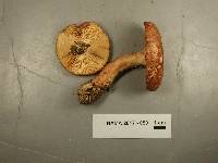 Lactarius vinaceorufescens image