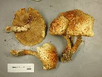 Pholiota squarrosoides image