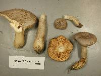 Lactarius argillaceifolius image