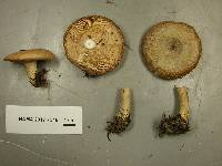 Lactarius uvidus image