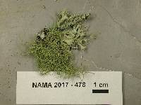 Usnea hirta image