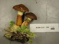 Suillus cavipes image