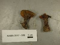 Coltricia cinnamomea image