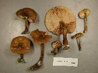 Pluteus granularis image