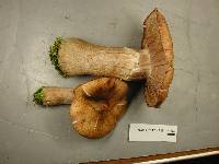 Armillaria solidipes image