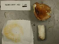 Russula adulterina image