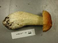 Boletus chippewaensis image