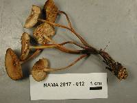 Marasmius cohaerens image