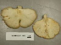 Pleurotus pulmonarius image