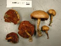 Chalciporus piperatoides image