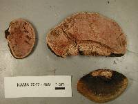 Fomitopsis cajanderi image