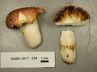 Russula fucosa image