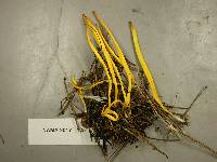 Clavulinopsis fusiformis image