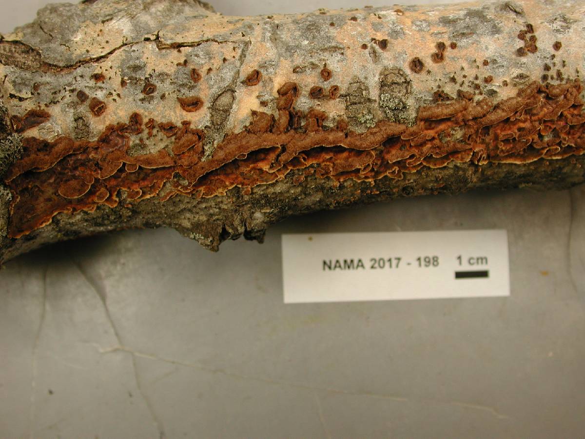 Punctularia strigosozonata image