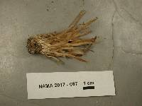 Clavaria rubicundula image