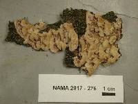 Chondrostereum purpureum image