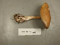 Austroboletus gracilis image