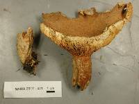 Lactarius helvus image