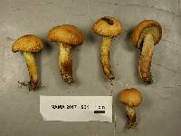 Suillus neoalbidipes image