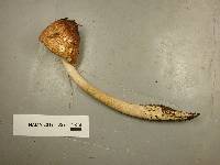 Amanita amerifulva image