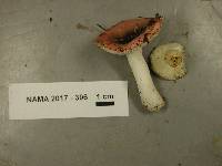 Russula gracilis image