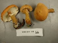 Cystoderma granosum image