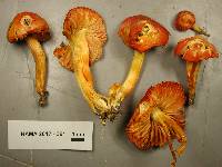 Hygrocybe punicea image