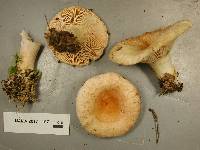 Lactarius pubescens image