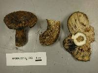 Lactarius sordidus image