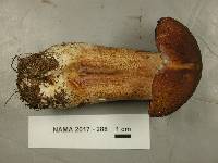 Boletus subcaerulescens image