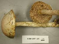 Leccinum holopus image